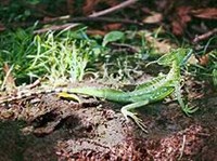 ВАСИЛИСК (Basilicus basilicus)