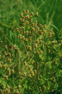 ВАСИЛИСТНИК