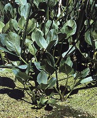 ВАХТА (трава)