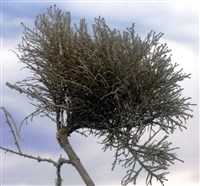 ВЕДЬМИНЫ МЕТЛЫ (на дереве)