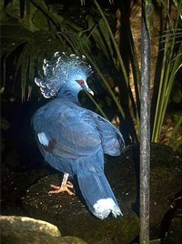 ВЕЕРОНОСНЫЙ ГОЛУБЬ (Goura victoria)