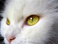 ВЕКИ (мигательная перепонка)