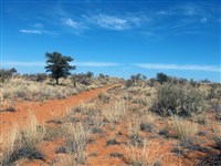 ВЕЛД (в Калахари)