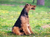 ВЕЛЬШТЕРЬЕР