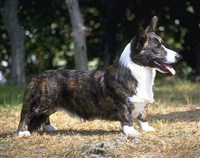 ВЕЛЬШ-КОРГИ-КАРДИГАН
