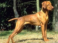 ВЕНГЕРСКАЯ КОРОТКОШЕРСТНАЯ ЛЕГАВАЯ