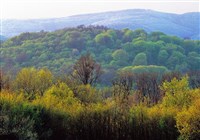 ВЕНСКИЙ ЛЕС (пейзаж)