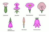 ВЕНЧИК (формы венчика)