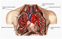 ВЕНЫ ГРУДНОЙ ПОЛОСТИ