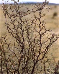 ВЕРБЛЮЖЬЯ КОЛЮЧКА