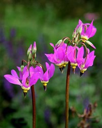 ВЕРЕСКОВЫЕ (Додекатеон)