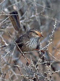 ВЕРТЛЯВАЯ СЛАВКА (Scotocerca inquieta)