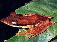 ВЕСЛОНОГИЕ ЛЯГУШКИ (Polypedates longinasus)