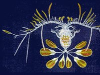 ВЕСЛОНОГИЕ РАКООБРАЗНЫЕ (Павлинья каланоида)