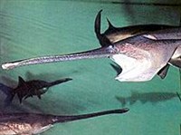 ВЕСЛОНОС (Polyodon spathula)