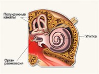 ВЕСТИБУЛЯРНЫЙ АППАРАТ