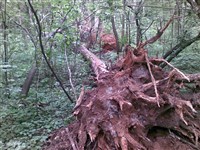 ВЕТРОВАЛ (последствия)