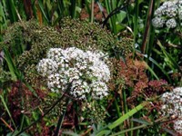 ВЕХ ядовитый (соцветия)