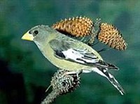 ВЕЧЕРНИЙ ДУБОНОС (самка)