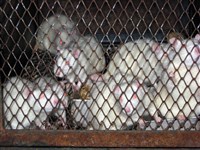 ВИВАРИЙ (для крыс)