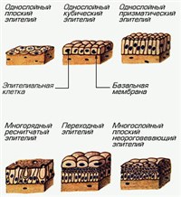 ВИДЫ ЭПИТЕЛИЕВ