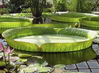 ВИКТОРИЯ РЕГИЯ (листья)