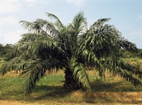 ВИННАЯ ПАЛЬМА (фотография)