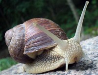 ВИНОГРАДНАЯ УЛИТКА (фотография)