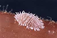 ВИНОГРАДНЫЙ МУЧНИСТЫЙ ЧЕРВЕЦ (Pseudococcus citri)