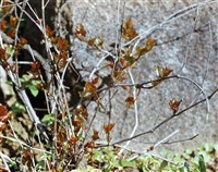 ВИНОГРАДОВНИК виноградолистный