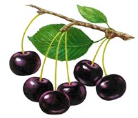 ВЛАДИМИРСКАЯ ВИШНЯ (рисунок)