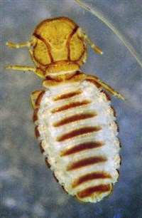 ВЛАСОЕД (под увеличением)