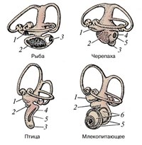ВНУТРЕННЕЕ УХО