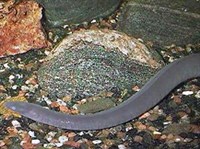 ВОДНЫЕ ЧЕРВЯГИ