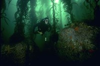 ВОДОРОСЛИ (в заливе Монтеррей)