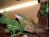 ВОДЯНАЯ АГАМА