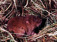 ВОДЯНАЯ ПОЛЕВКА