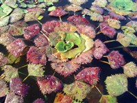 ВОДЯНОЙ ОРЕХ (розетка листьев)