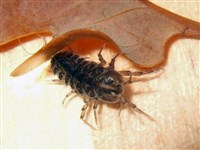 ВОДЯНОЙ ОСЛИК (при солнечном свете)