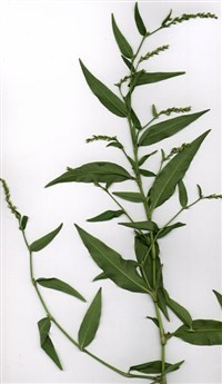 ВОДЯНОЙ ПЕРЕЦ (на столе)