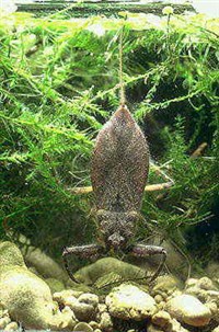 ВОДЯНЫЕ СКОРПИОНЫ