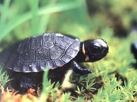 ВОДЯНЫЕ ЧЕРЕПАХИ