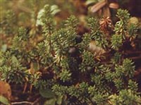 ВОДЯНика (заросли)