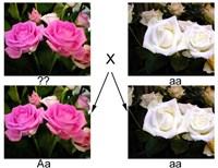 ВОЗВРАТНОЕ СКРЕЩИВАНИЕ