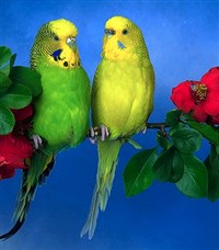 ВОЛНИСТЫЕ ПОПУГАЙЧИКИ