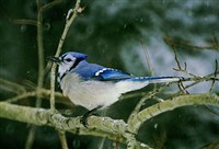 ВОРОНОВЫЕ (американская голубая сойка)