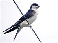 ВОРОНОК (Delichon urbica)