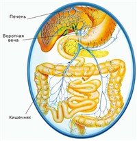 ВОРОТНЫЕ СИСТЕМЫ (система воротной вены печени)