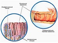 ВОРСИНКИ (тонкого кишечника)