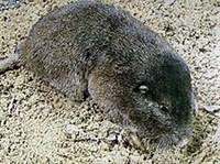 ВОСТОЧНЫЕ ГОФЕРЫ (Geomys pinetis)